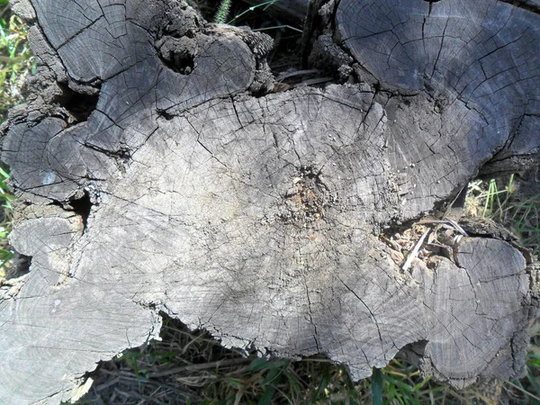 Vecchio Ceppo Struttura Circolare — Foto Stock