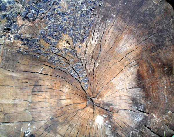 Old stump circular texture