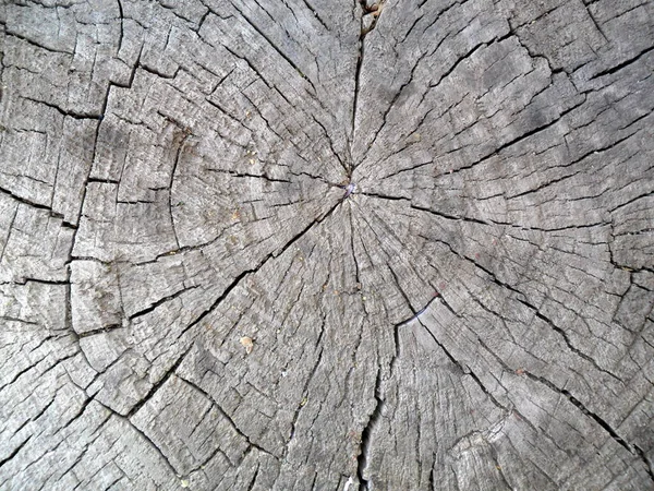 Old stump circular texture