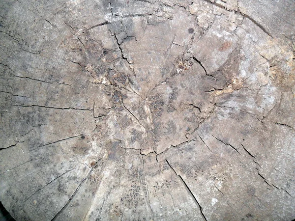 Old Stump Circular Texture — Stock Photo, Image