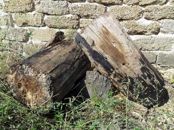 Vecchio Albero Distrutto Con Pianta — Foto Stock