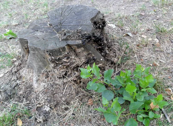 Viejo Árbol Destruido Con Planta — Foto de Stock