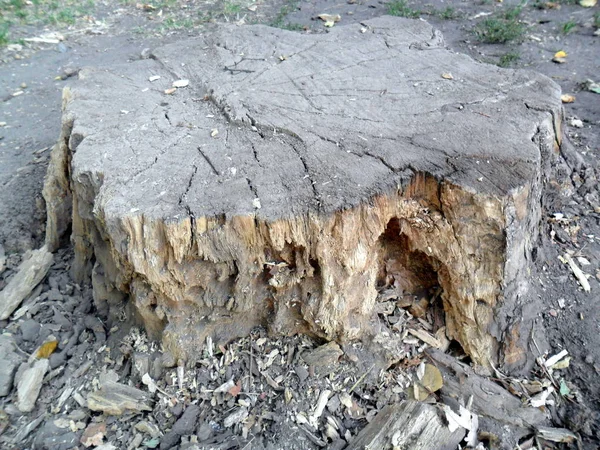 Viejo Árbol Destruido Otoño — Foto de Stock