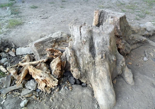 Viejo Árbol Destruido Otoño — Foto de Stock
