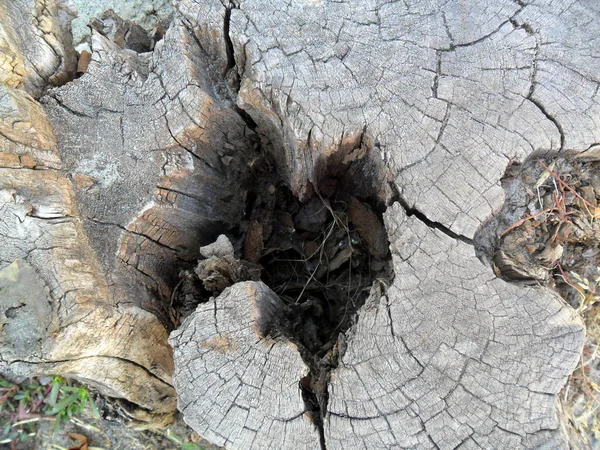 Velha Árvore Destruída Outono — Fotografia de Stock