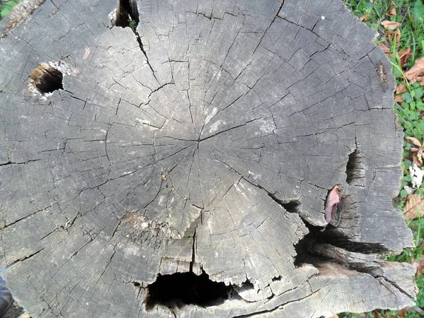 旧的树桩圆形纹理 — 图库照片