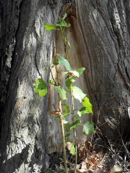 Genese Árvore Álamo Broto — Fotografia de Stock