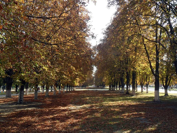 Chestnut Alley Autumn Morning — Stock Photo, Image