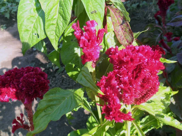 Amaranthus çiçek bahçesinde