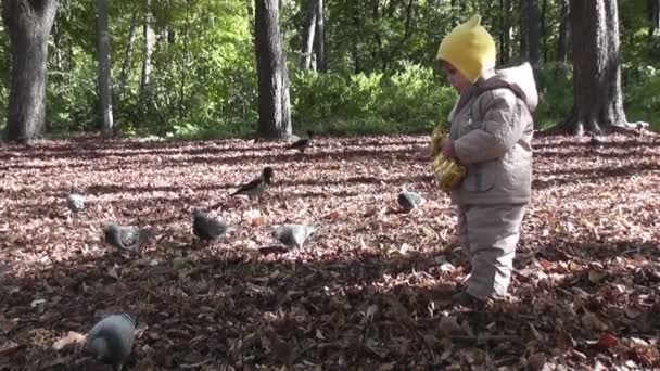 Chłopiec Jesienny Park Karmienia Gołębi — Wideo stockowe