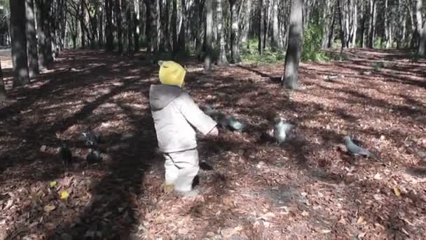 Boy Autumn Park Feeding Pigeons — Video Stock