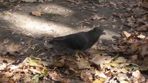 Pigeons Walking Autumn Park — Stock Video