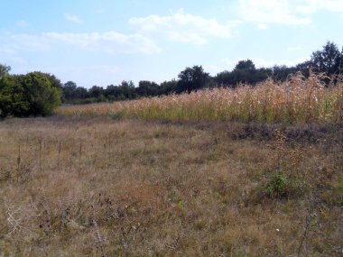 Geleneksel Avrupa kırsal manzara sonbahar