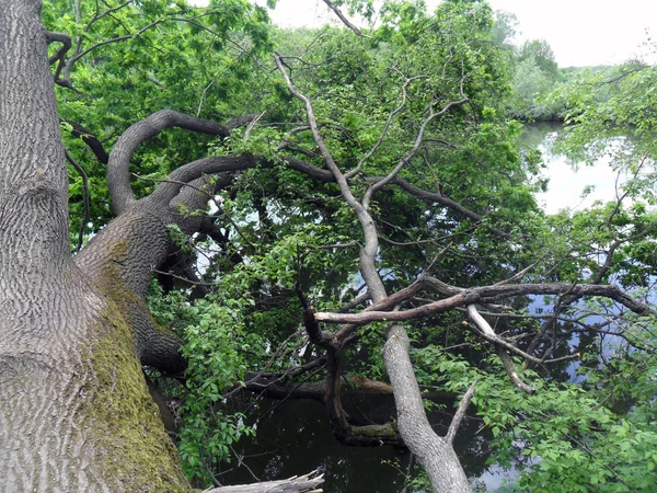 Umgestürzter Baum Fluss Sommer Poltawa Ukraine — Stockfoto