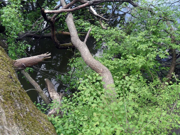 Umgestürzter Baum Fluss Sommer Poltawa Ukraine — Stockfoto