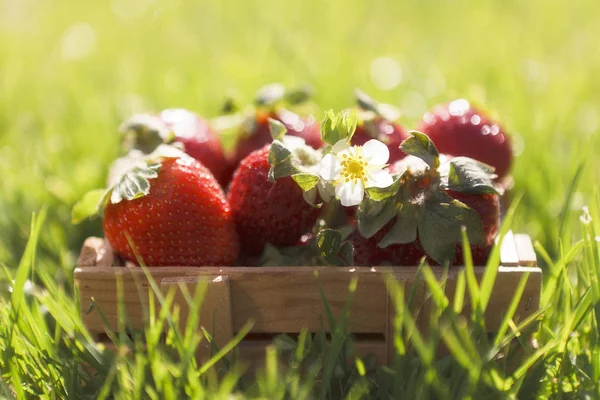 Primer Plano Pequeña Caja Madera Con Fresas Frescas Jugosas Hierba — Foto de Stock