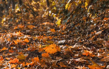 Sonbahar fotoğrafı ormanda açık bırakır