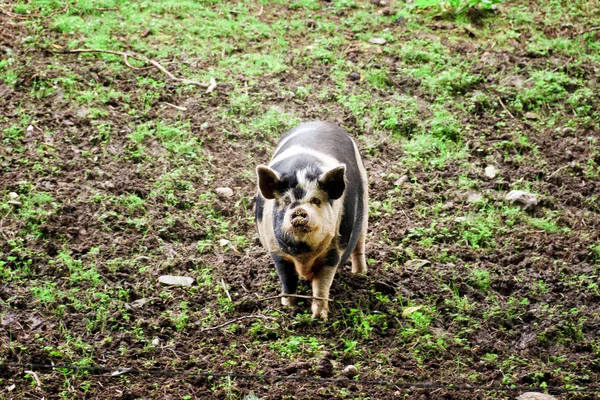 Plump Beautiful Pig Field Free Grazing — Stock Photo, Image