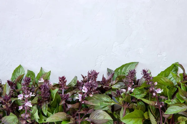 Daun Mint Coklat Segar Dengan Latar Belakang Abu Abu Beton — Stok Foto