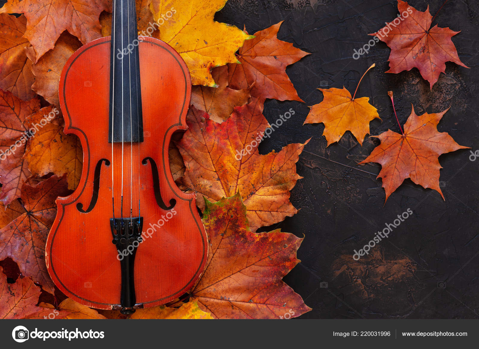 Old Violin Yellow Autumn Maple Leaves Black Background Stock