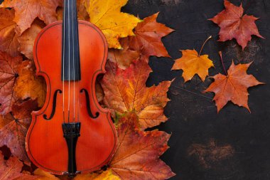 Old violin with yellow autumn maple leaves on black background clipart