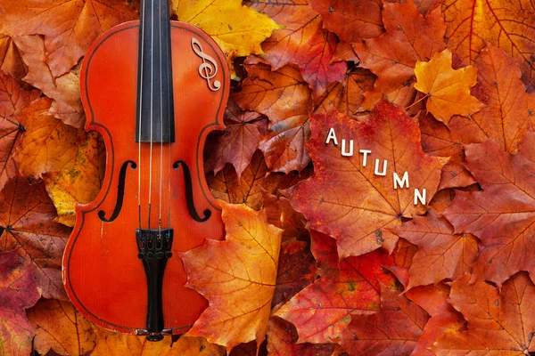 Old Violin Yellow Autumn Maple Leaves Background — Stock Photo, Image