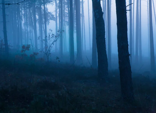 Dark Mysterious Foggy Morning Leafy Forest — Stock Photo, Image