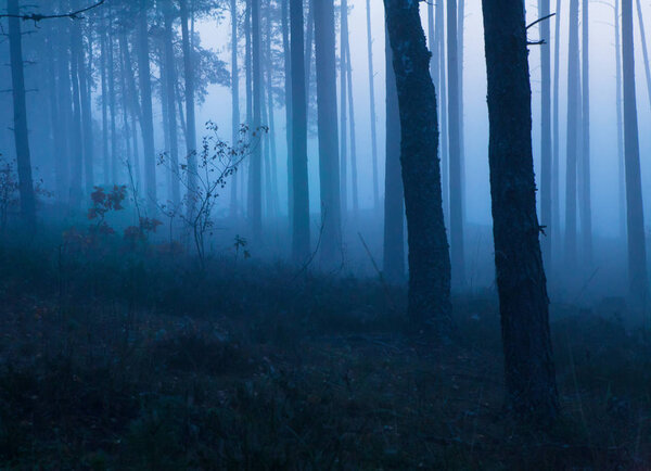 Dark mysterious foggy morning in leafy forest