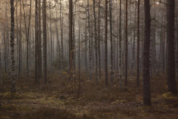 Dark Mysterious Foggy Morning Leafy Forest — Stock Photo, Image