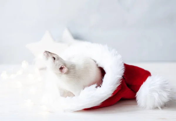 Białe Słodkie Szczur Czerwony Kapelusz Santa Claus Podłoże Drewniane Zbliżenie — Zdjęcie stockowe