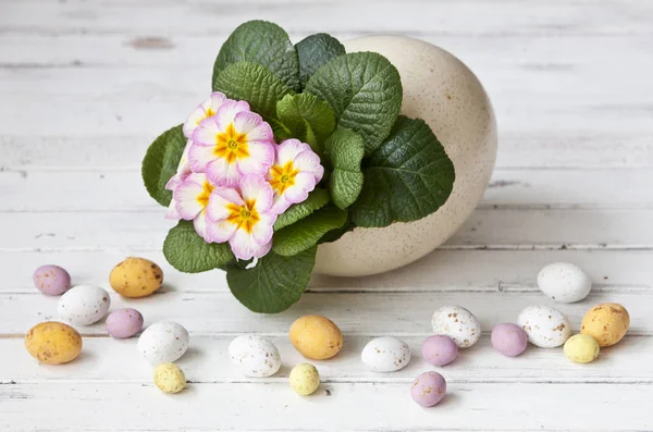 白い木製の背景に卵をイースター装飾 ダチョウの卵と少しのお菓子でプリムローズ クローズ アップ — ストック写真