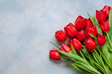 Bouquet of red tulips. Concept for Valentine's Day, womens day and other romantic events. Top view, close-up, flat lay on blue background