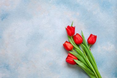 Bouquet of red tulips. Concept for Valentine's Day, womens day and other romantic events. Top view, close-up, flat lay on blue background clipart