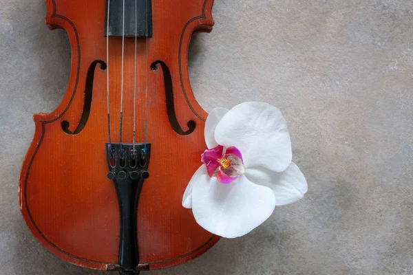Alte Geige Und Weiße Orchideenblume Draufsicht Nahaufnahme Auf Hellem Betongrund — Stockfoto