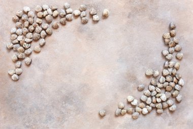 Taze çiğ Surf clam chamelea gallina. Görünümü en çok, kum beton zemin üzerine yakın çekim