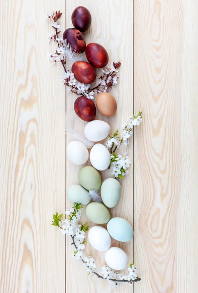 Oeufs colorés de poulet frais et fleurs de cerisier sur bois blanc — Photo