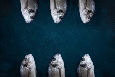 Dorado balık deniz mavi masada. Üstten Görünüm, kopya alanı. 