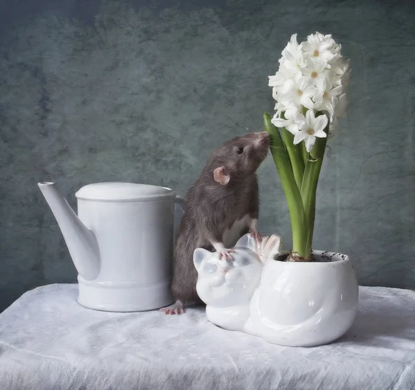 Cute little gray rat sniffing white hyacinth flower. Chinese New — Stock Photo, Image