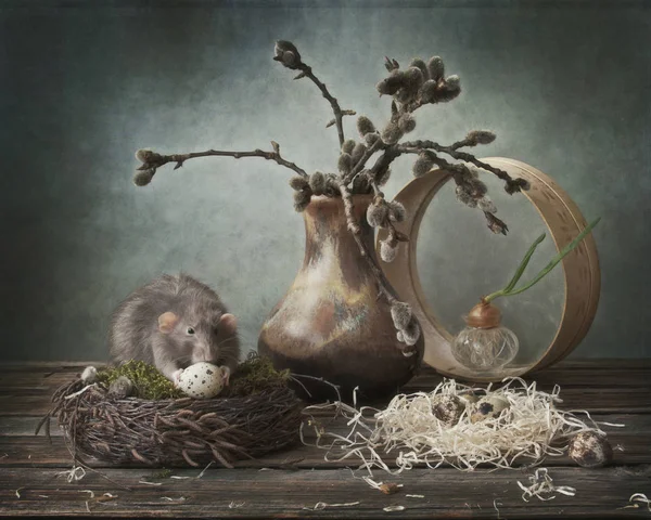 Mignon petit rat gris dans le nid mangeant des œufs de caille. Chinois New Y — Photo