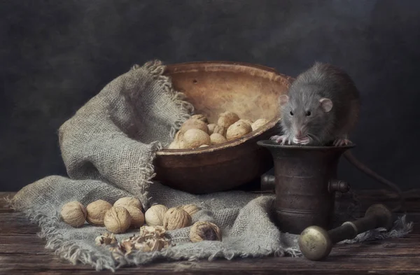 Bonita rata gris comiendo nueces en un mortero de metal. Todavía vivo. —  Fotos de Stock