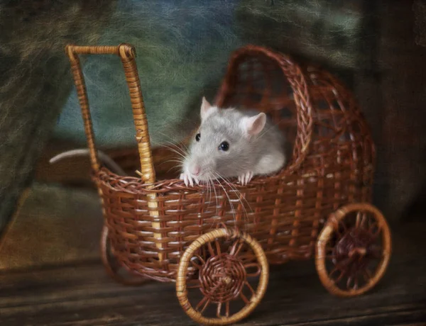 Cute little gray rat, mouse  sits  in a toy wicker carriage. Sti