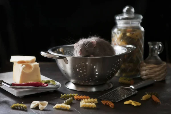 Cute little gray rat sits in a metal cullender with pasta and ch — Stock Photo, Image