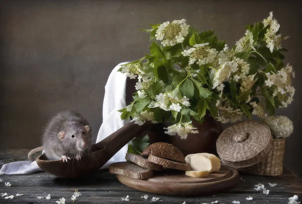 Cute little gray rat sits in a large wooden spoon with bread and — Stock Photo, Image