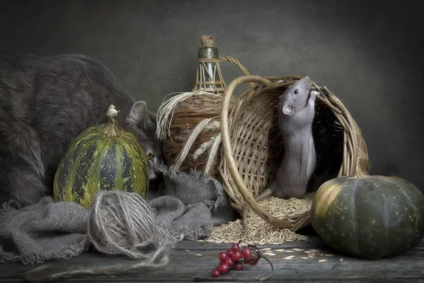 Mignon petit rat gris, souris dans un panier avec du maïs et des citrouilles a — Photo