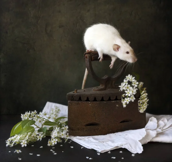 Cute little white siamesse dumbo rat sits on the handle of an — стоковое фото