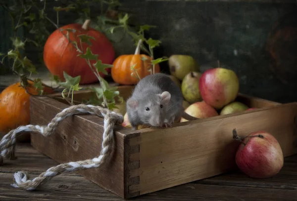 Симпатичная маленькая пушистая крыса сидит в деревянной коробке со свежим приложением — стоковое фото