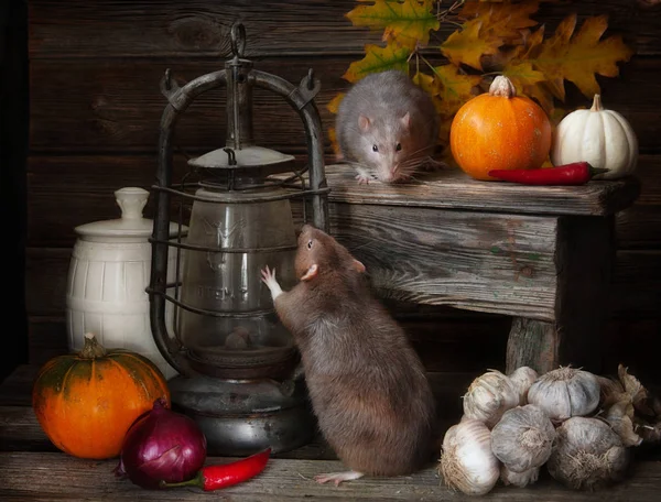Dvě roztomilé malé šedé krysy hraje do kompozice zátiší v v — Stock fotografie