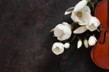 Eski keman ve çiçek açması Manolya brances. Üstten Görünüm, yakın çekim o