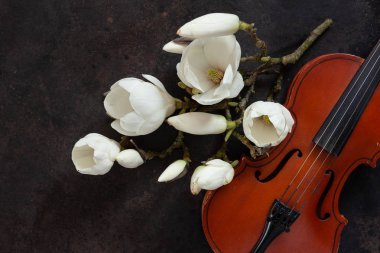 Eski keman ve çiçek açması Manolya brances. Üstten Görünüm, yakın çekim o