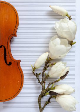 Beyaz Not pa üzerinde eski keman ve çiçek açması Manolya brances